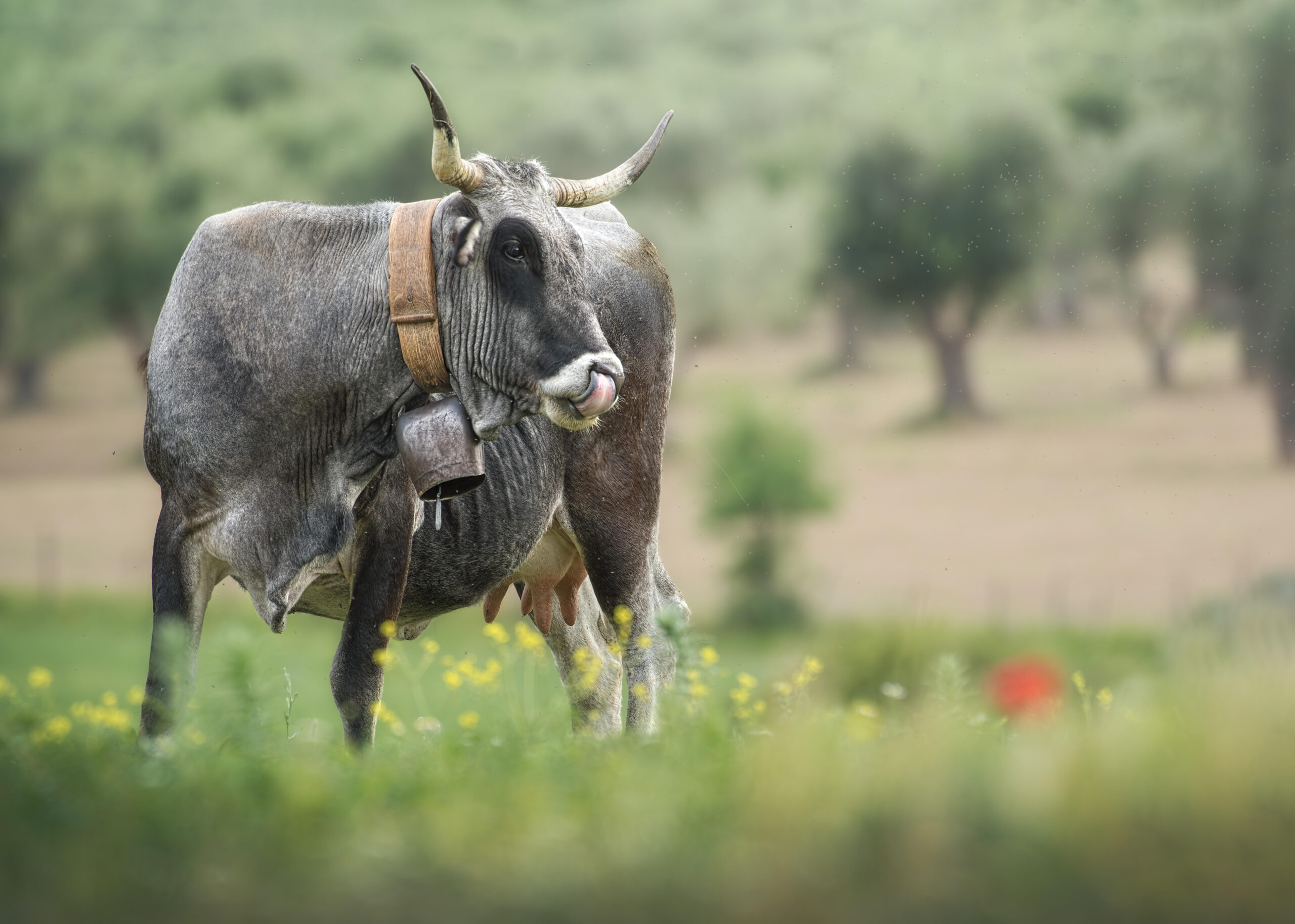 Valva, torna il suono antico dei campanacci con il primo “Festival dei Campanacci d’Italia”