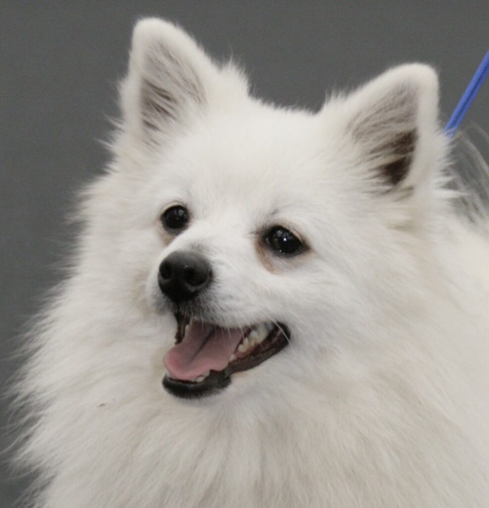 Il volpino: piccolo cane dal grande carattere