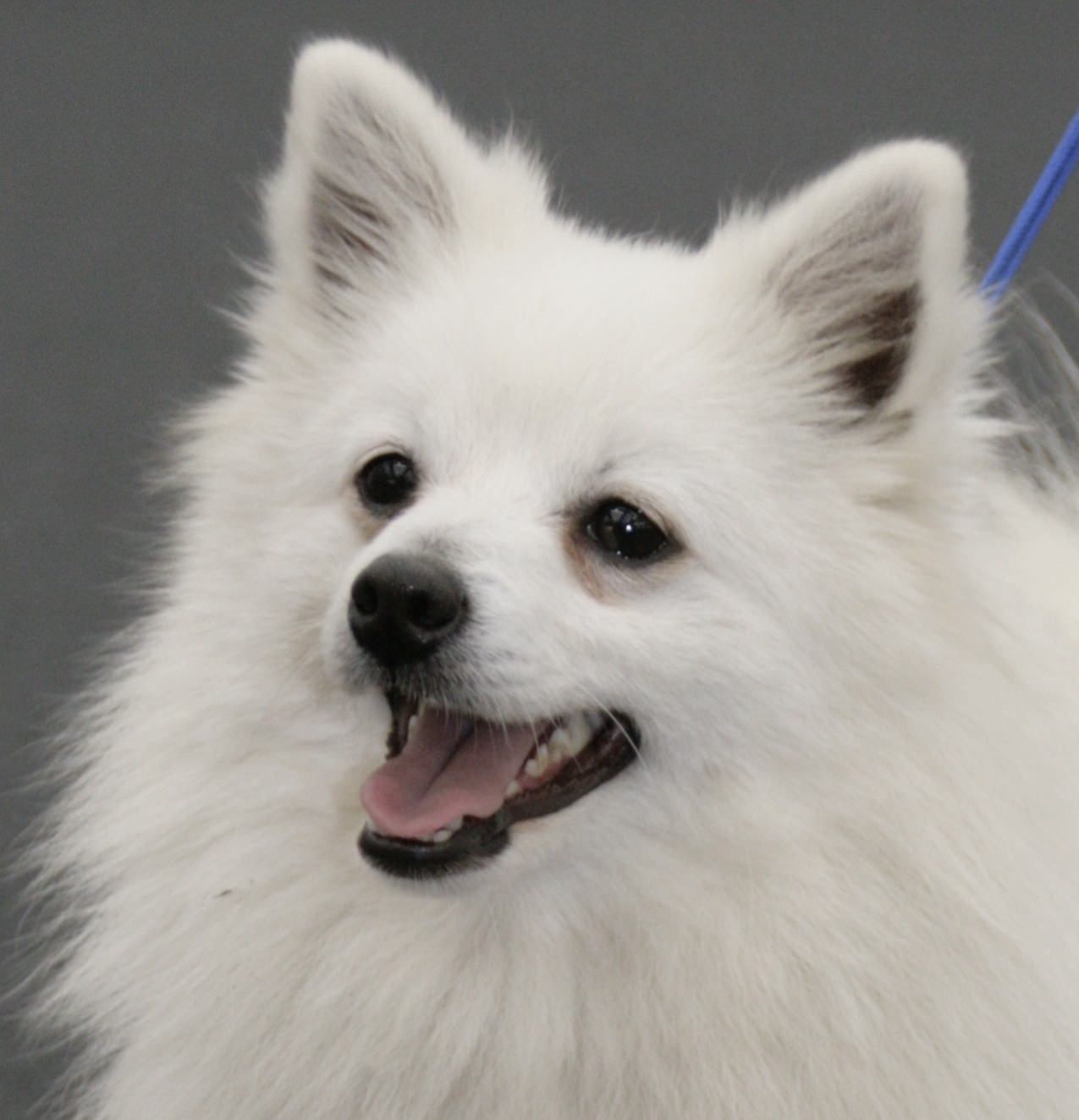 Il volpino: piccolo cane dal grande carattere