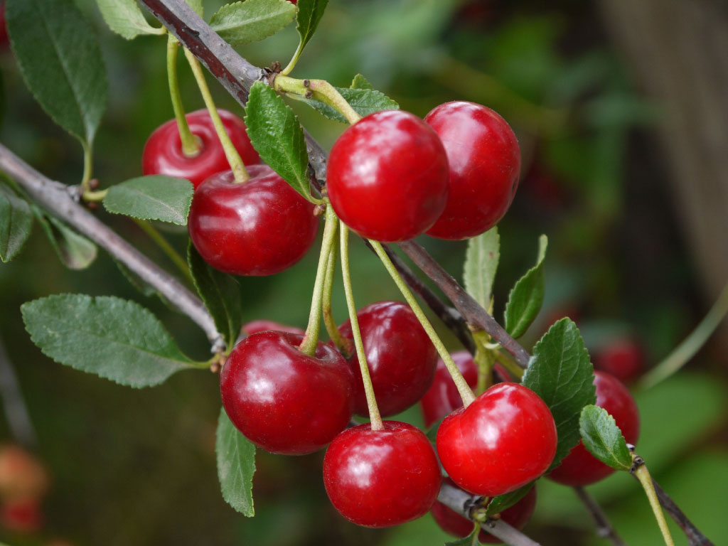 Le ciliegie del Monte Somma: eccellenza storica della tradizione vesuviana
