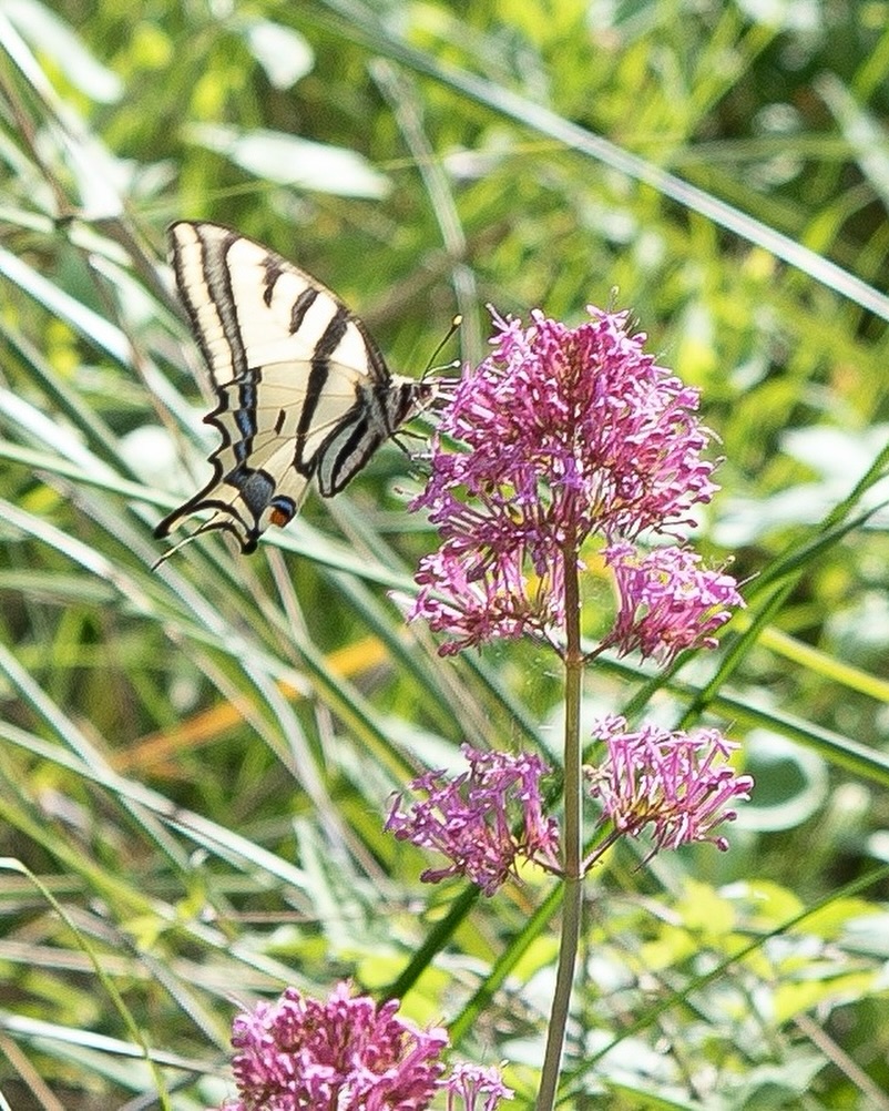 Nel Cilento la farfalla rarissima d’Europa: la Papilio alexanor si insedia stabilmente nel Parco