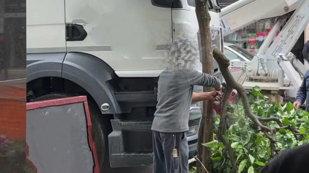 Battipaglia, ignoti armati di motosega abbattono un albero in via Mazzini: si cercano i responsabili