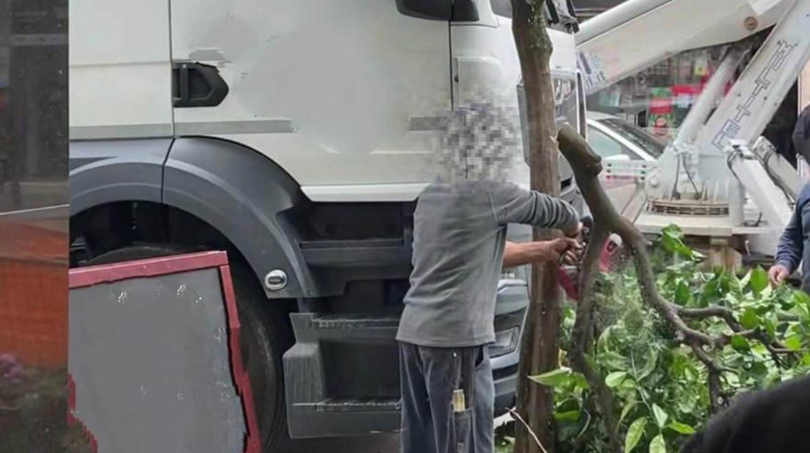 Battipaglia, ignoti armati di motosega abbattono un albero in via Mazzini: si cercano i responsabili