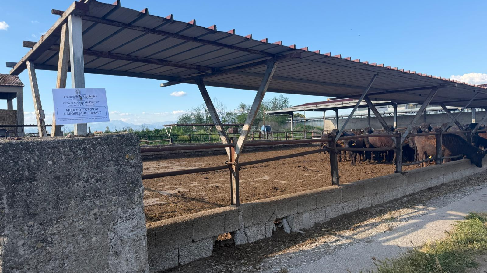 Capaccio Paestum: sequestrata azienda zootecnica per scarichi illeciti di reflui 