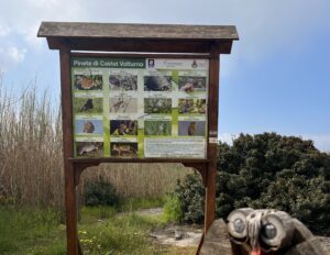 Legambiente, aumenta in Campania la superficie forestale +10% ma gestito ma ancora gestito solo in minima parte che richiede interventi urgenti