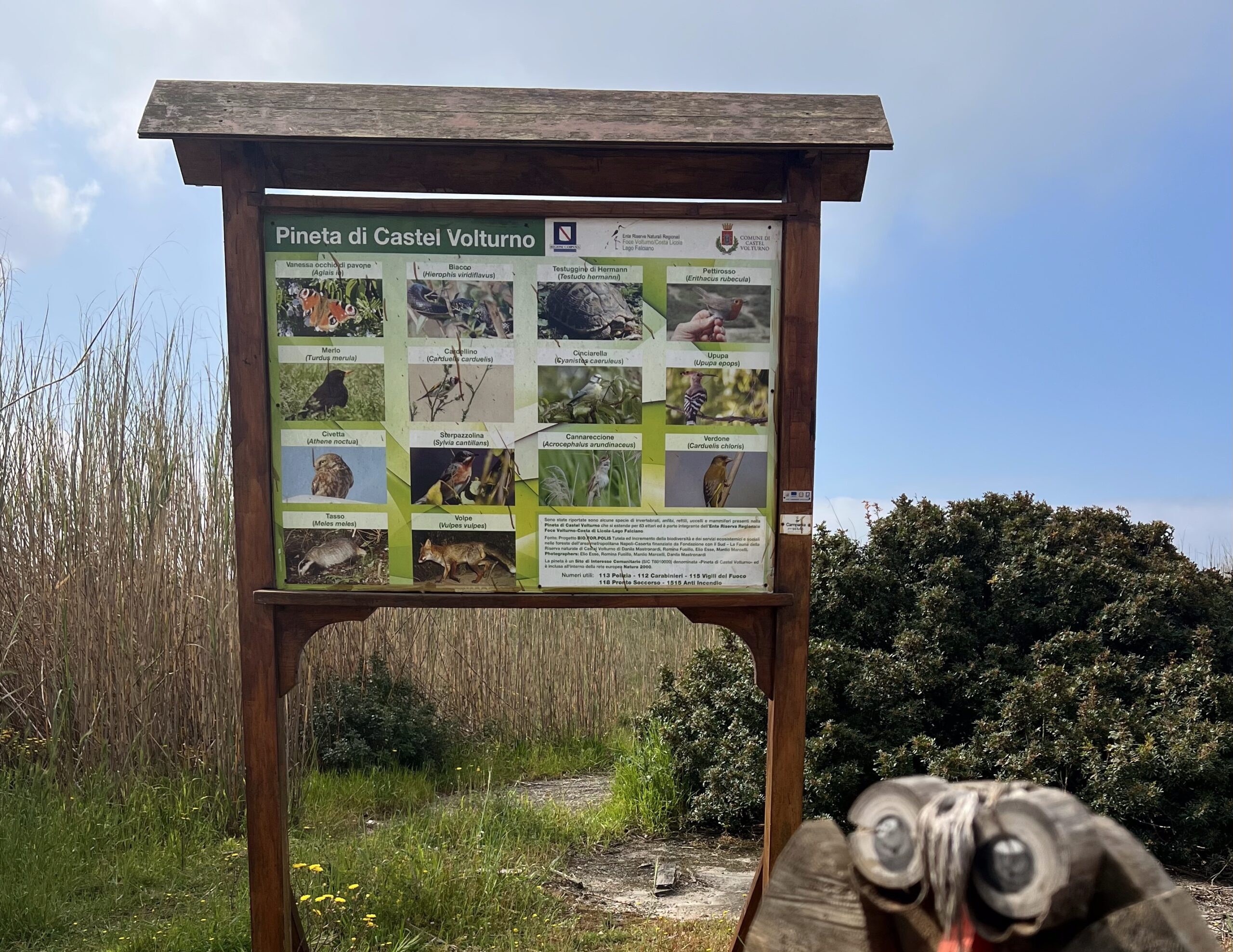 Legambiente, aumenta in Campania la superficie forestale +10% ma gestito ma ancora gestito solo in minima parte che richiede interventi urgenti