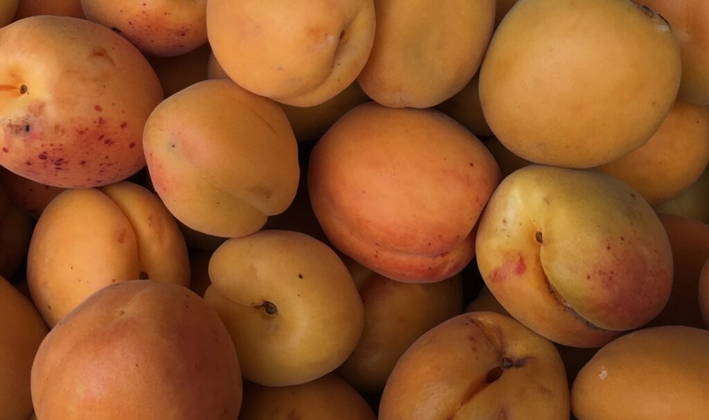 Albicocche del Vesuvio, il frutto dorato che nasce sulla lava: eccellenza campana tra tradizione e biodiversità