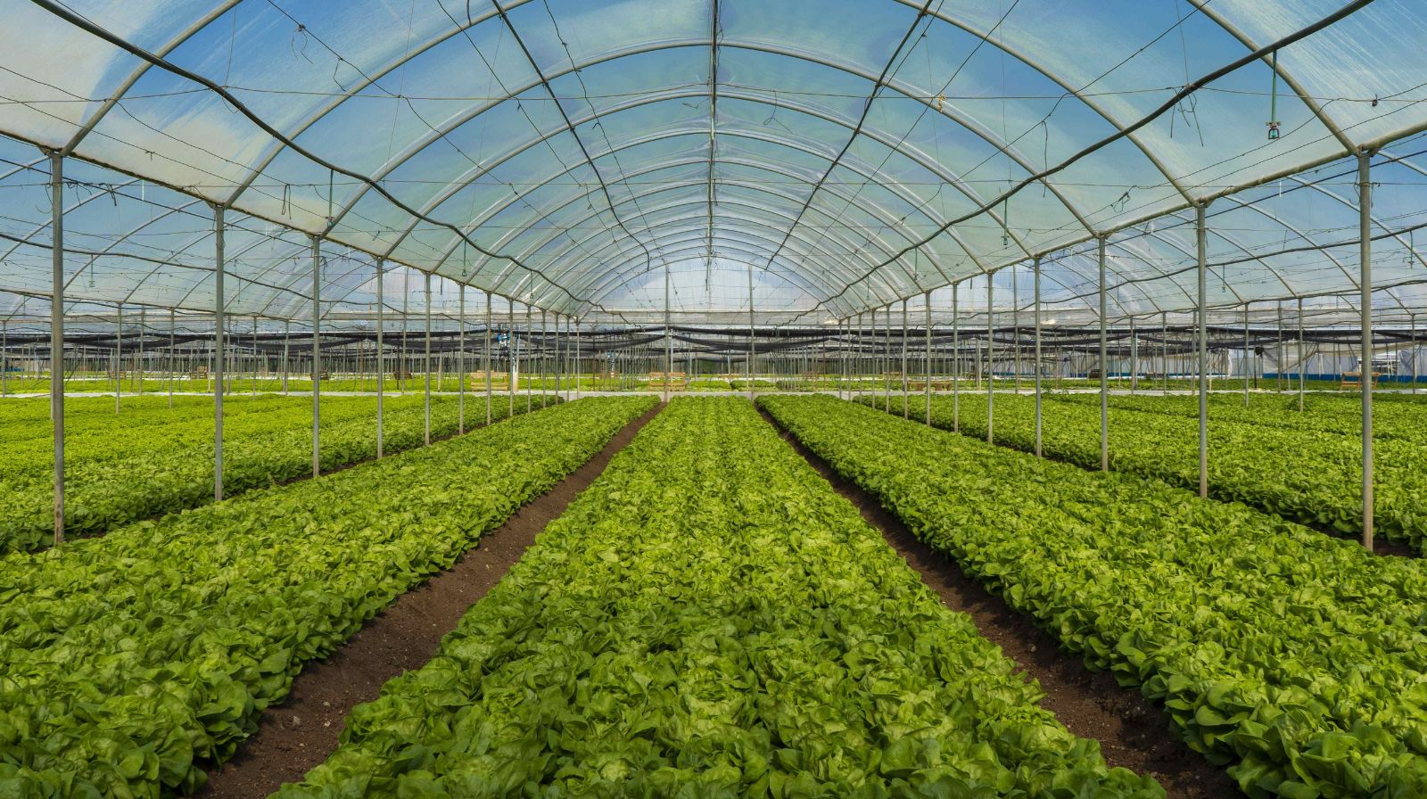 Innovazione sostenibile, al via il progetto sugli stress biotici in orticoltura