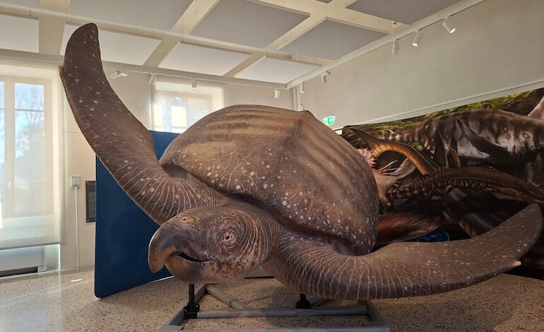 Pavia, a Kosmos un viaggio negli oceani preistorici: “Oceani perduti. Giganti marini al tempo dei dinosauri”