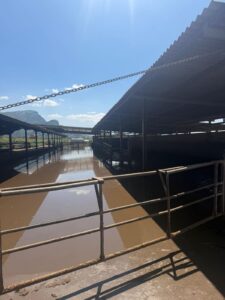 Capaccio Paestum, sequestrata azienda bufalina: ipotesi inquinamento ambientale