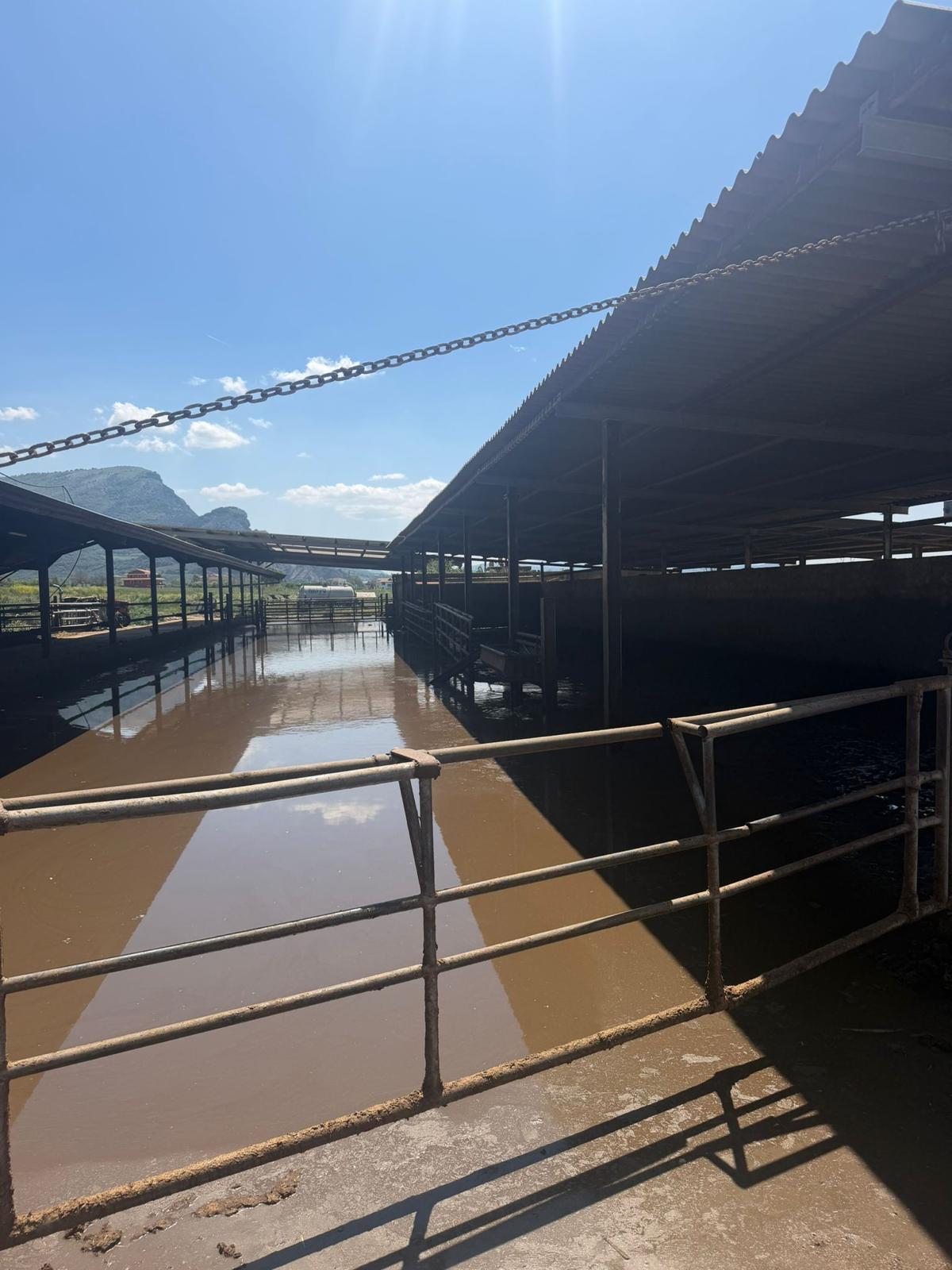 Capaccio Paestum, sequestrata azienda bufalina: ipotesi inquinamento ambientale