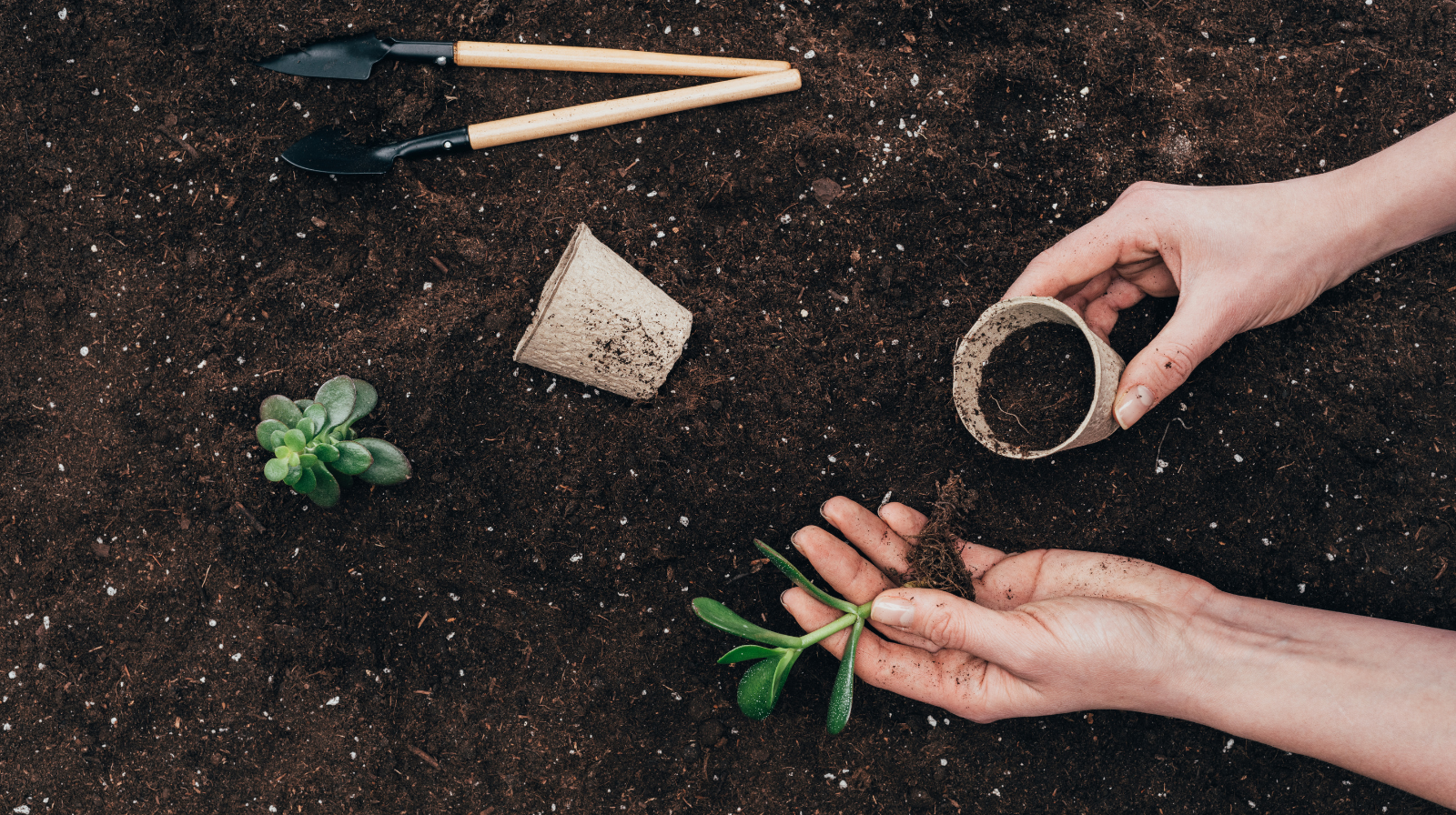 Planta 2026: il servizio fitosanitario della Regione in prima linea per la salute delle piante