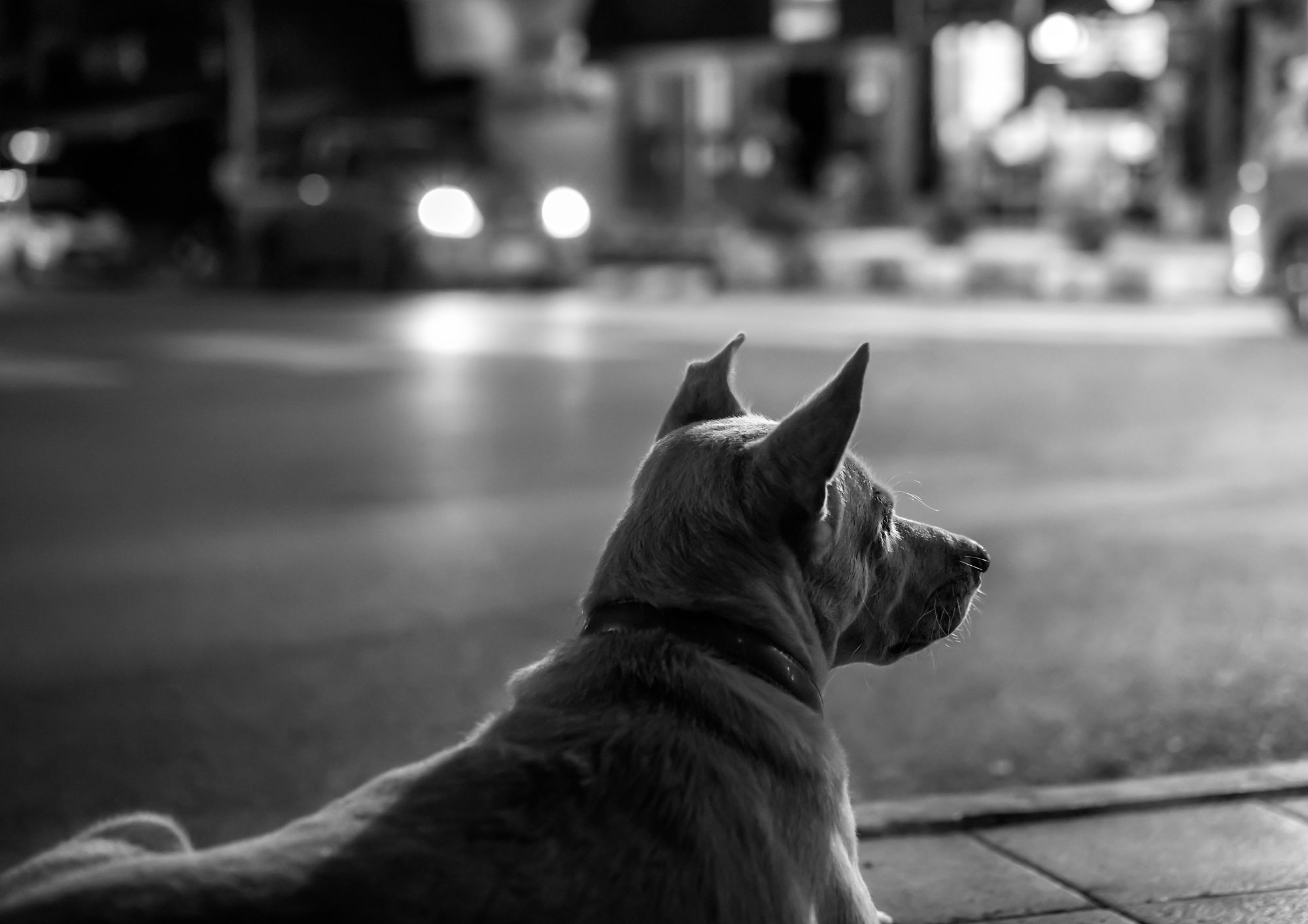 Cani in città: consigli pratici per una vita felice in appartamento