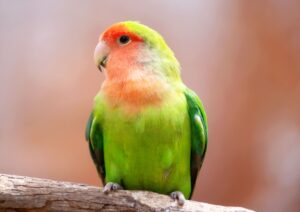 Animali esotici domestici: moda o responsabilità?