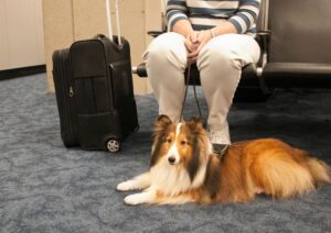 Viaggiare con animali: guida completa tra treni, aerei e hotel