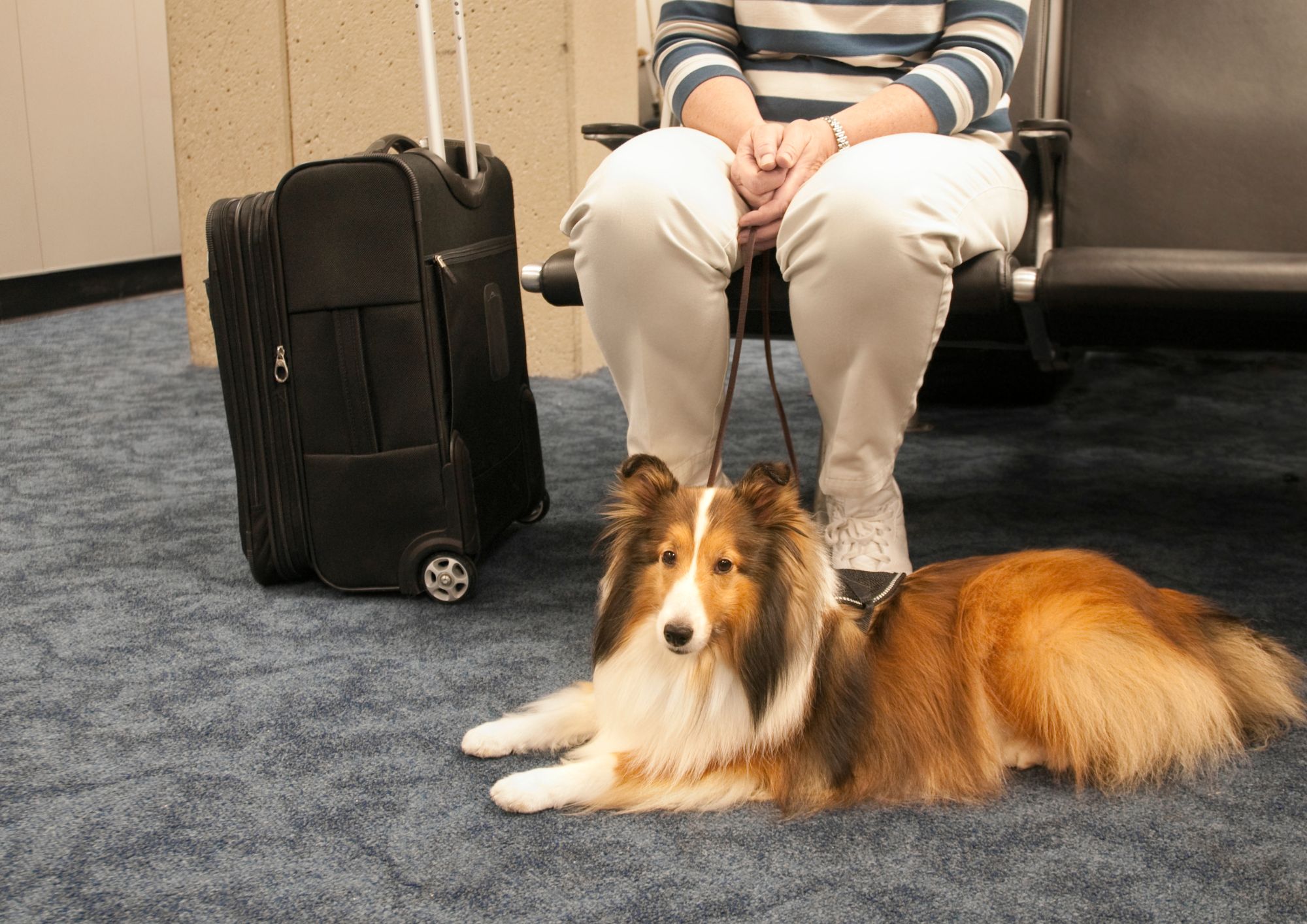 Viaggiare con animali: guida completa tra treni, aerei e hotel
