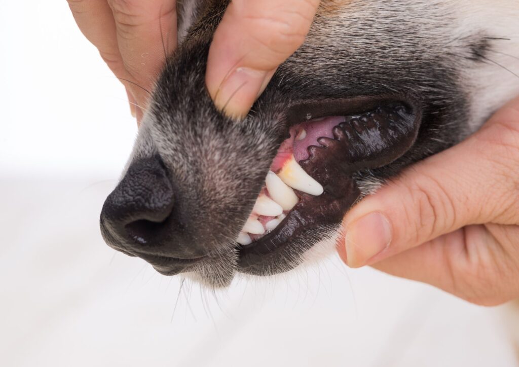 Le malattie più comuni nei cani e come prevenirle