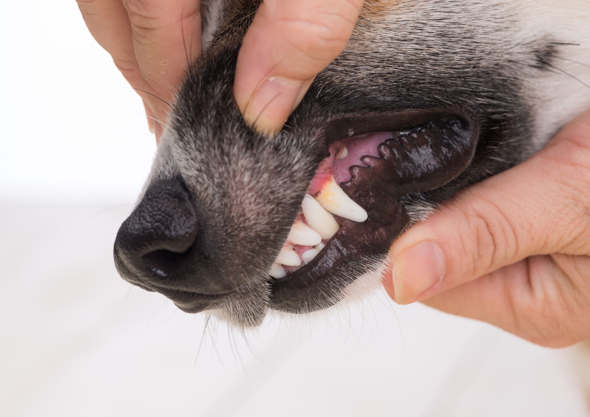 Le malattie più comuni nei cani e come prevenirle