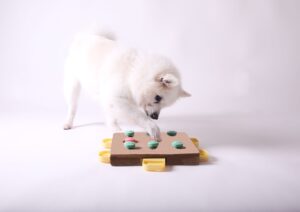 Il linguaggio degli animali domestici: come interpretare segnali e comportamenti