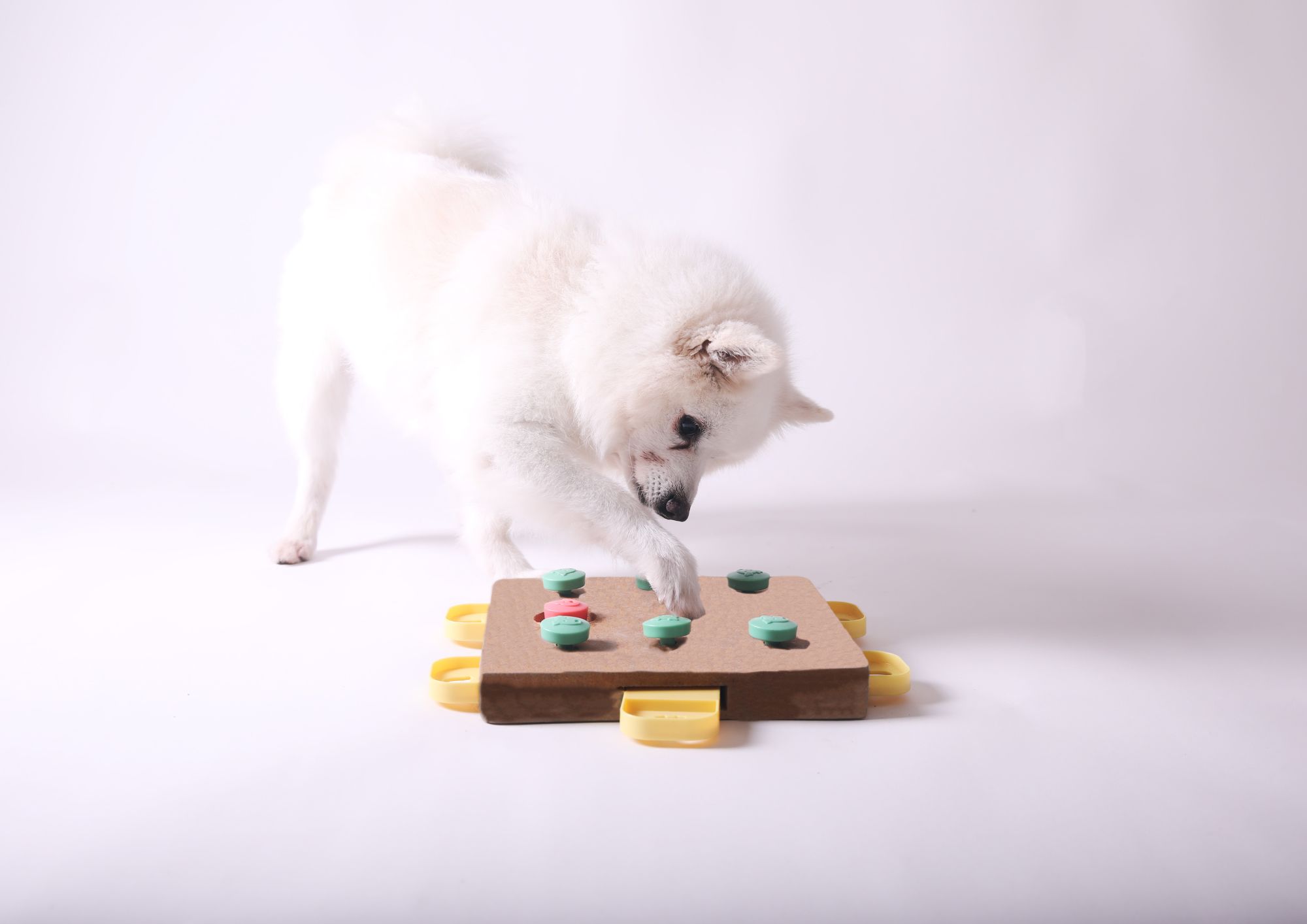 Il linguaggio degli animali domestici: come interpretare segnali e comportamenti