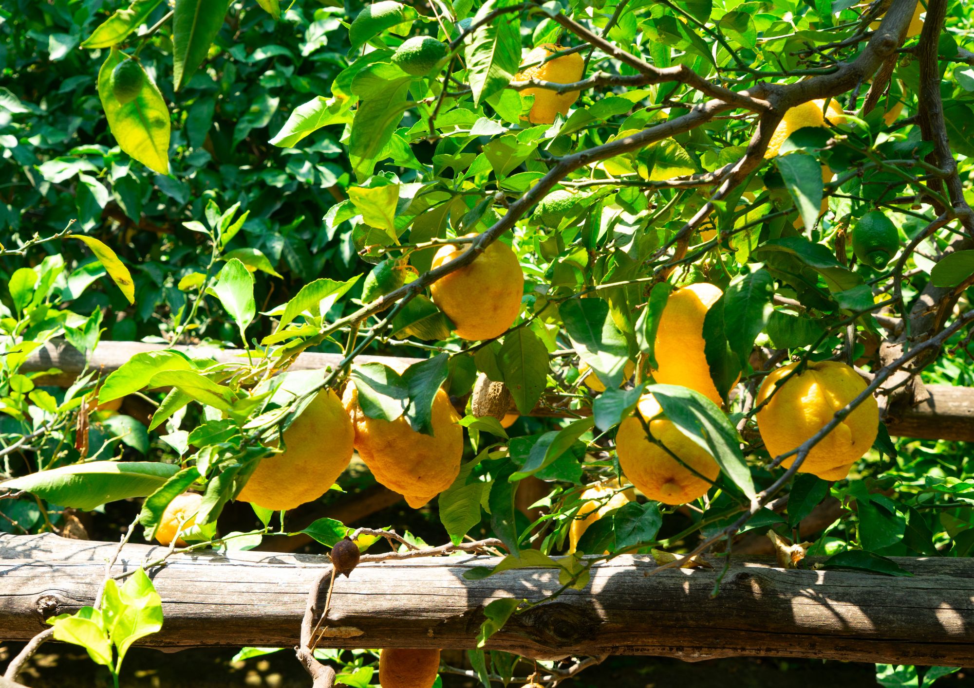 Tour del gusto tra Sorrento e la Costiera: limoncello, pesce e panorami