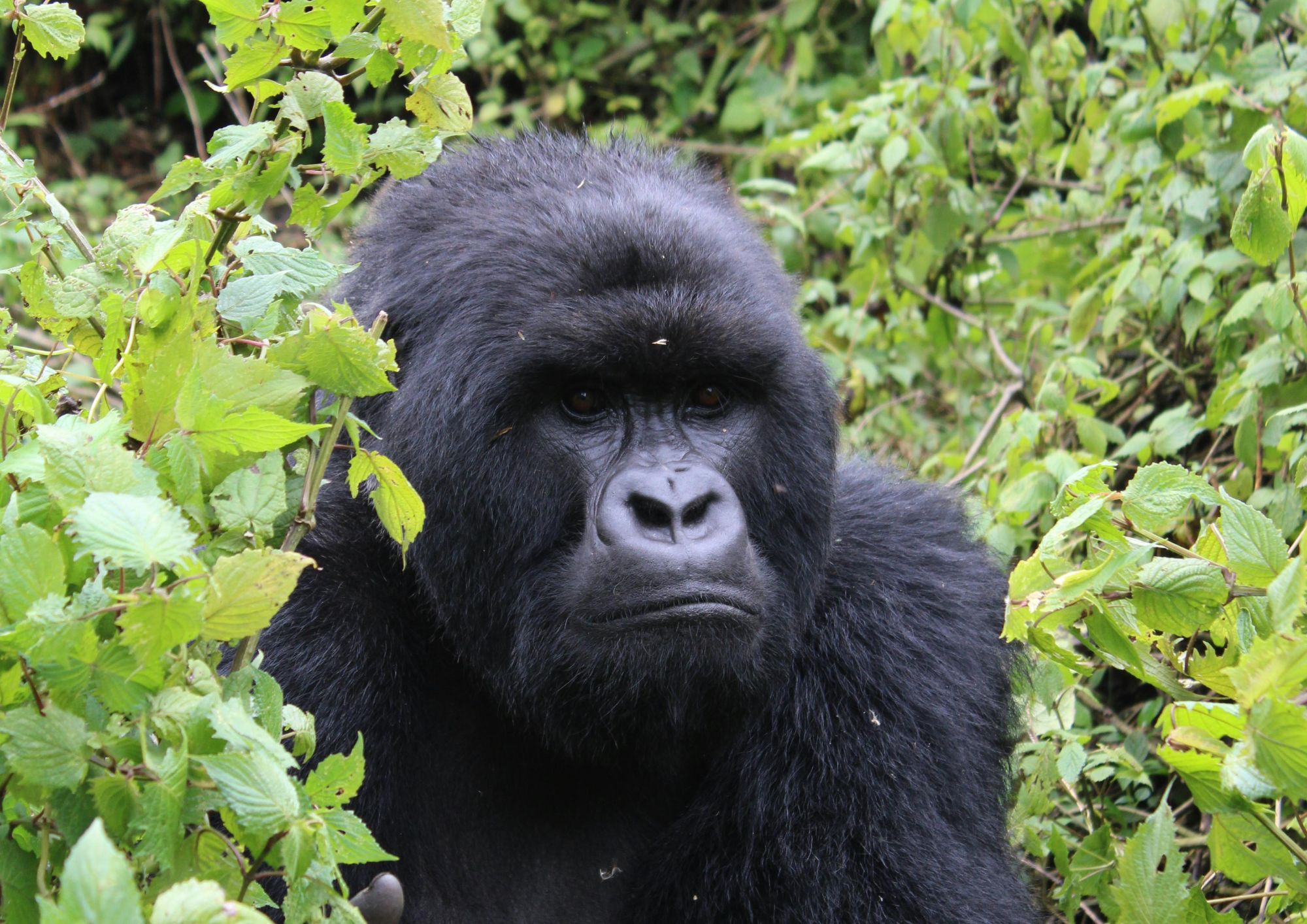 Zoo di Berlino, Fatou festeggia 69 anni: record di longevità per una gorilla in cattività