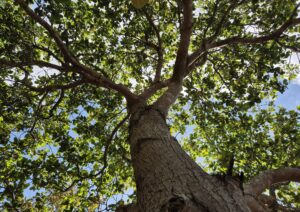 Gli alberi comunicano davvero? Il “linguaggio segreto” delle foreste