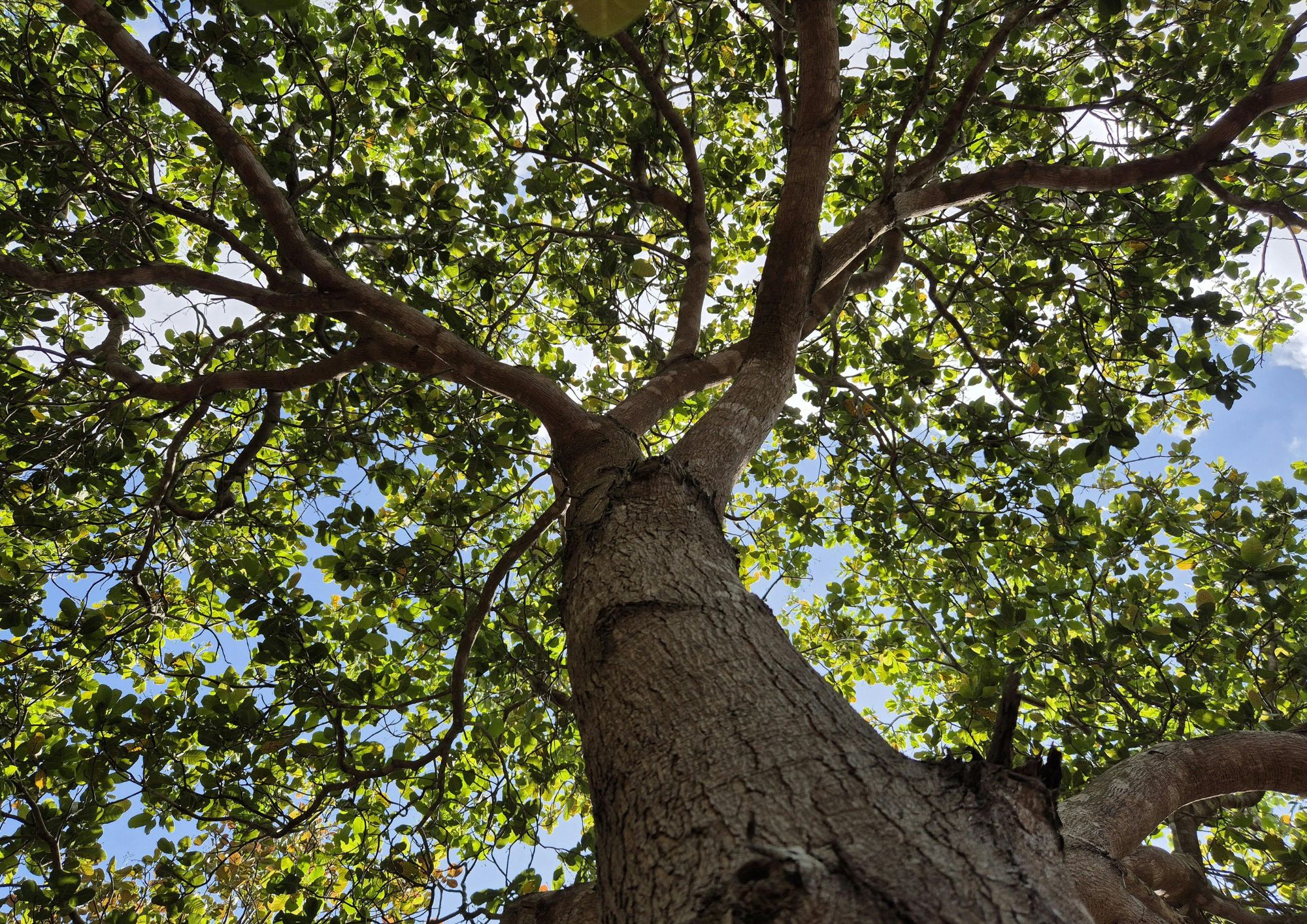 Gli alberi comunicano davvero? Il “linguaggio segreto” delle foreste