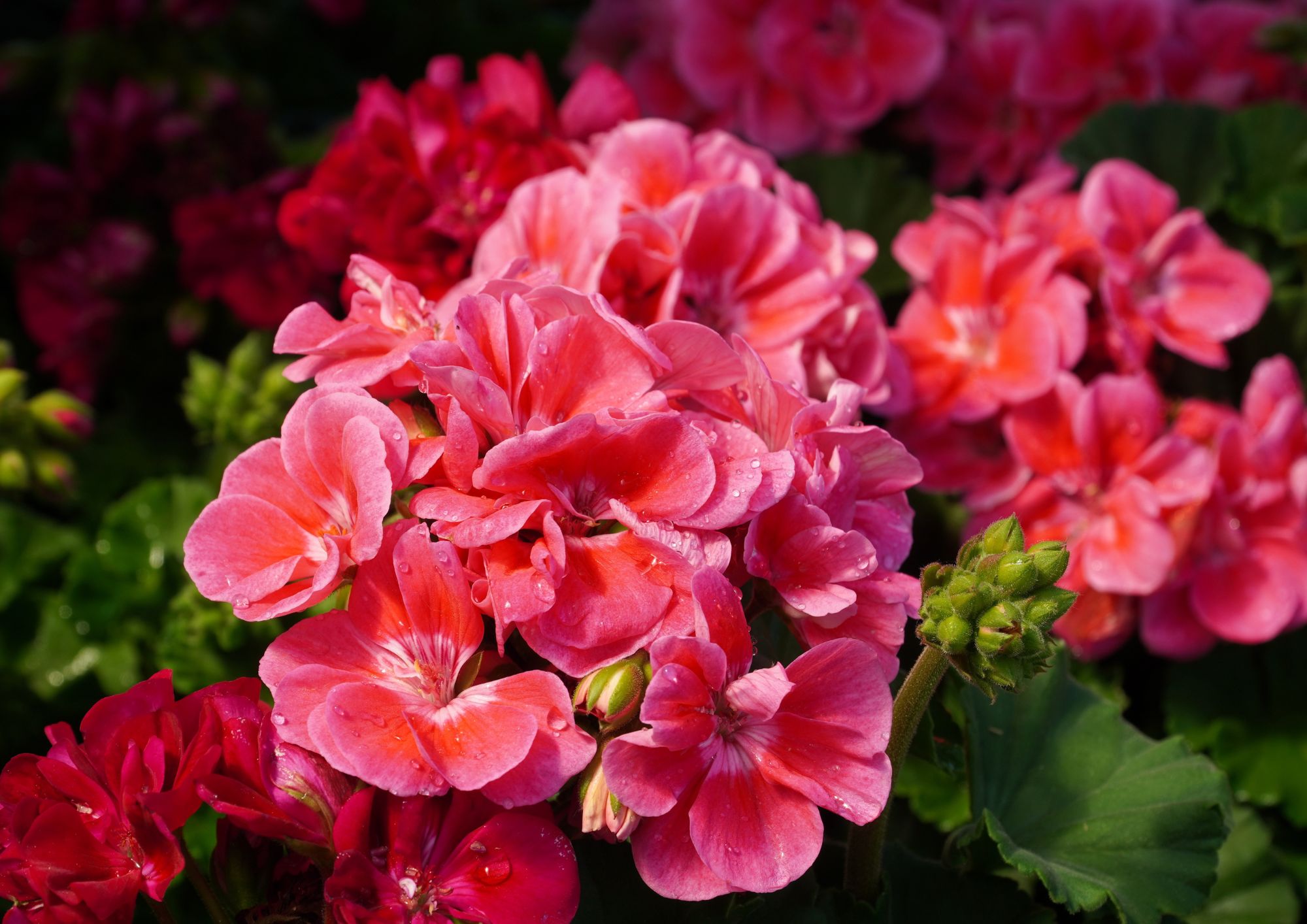 Salerno in Flora 2026, tre giorni tra natura, gusto e biodiversità con il Villaggio Coldiretti