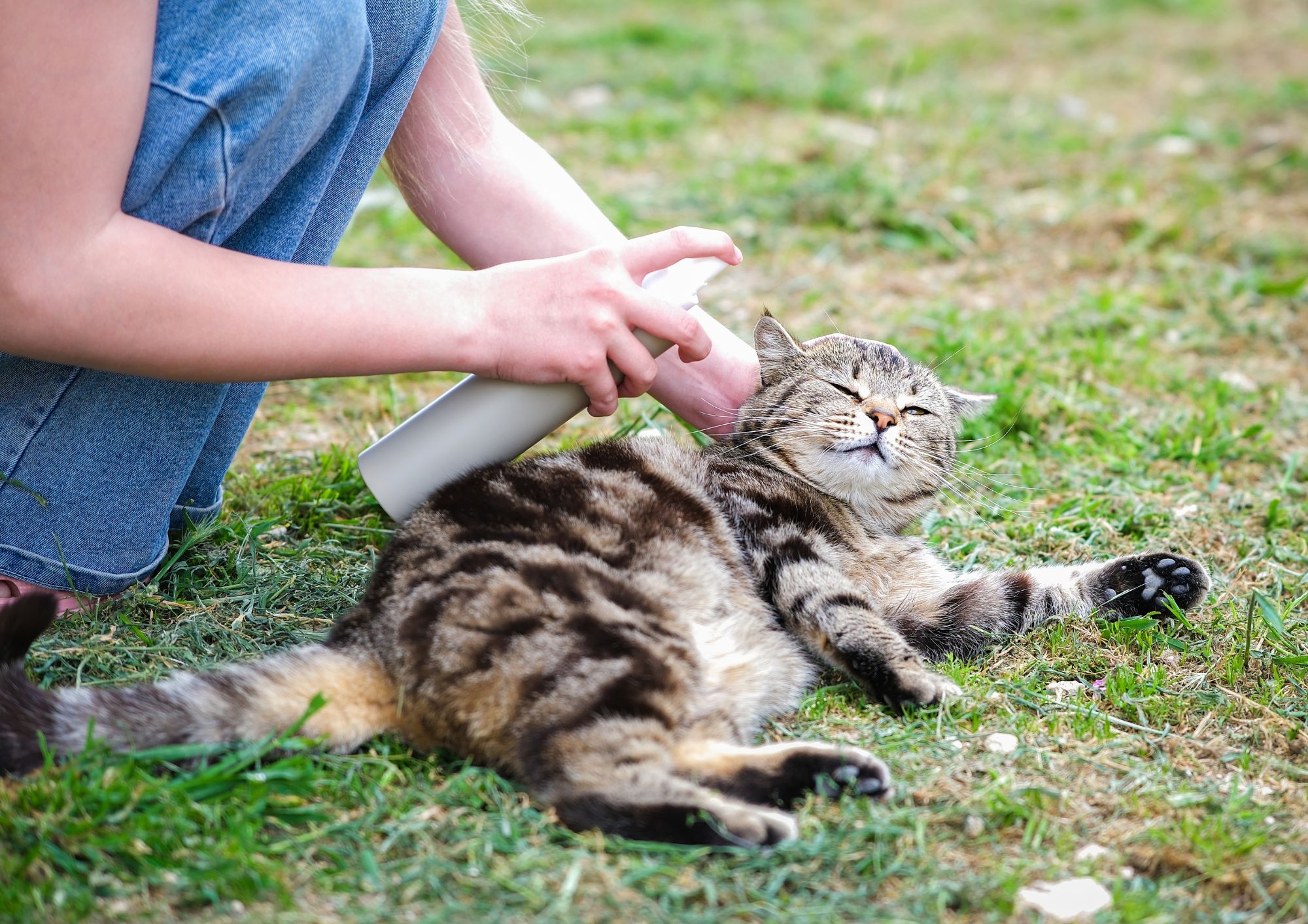 Animali e malattie emergenti: il legame invisibile tra fauna e salute umana