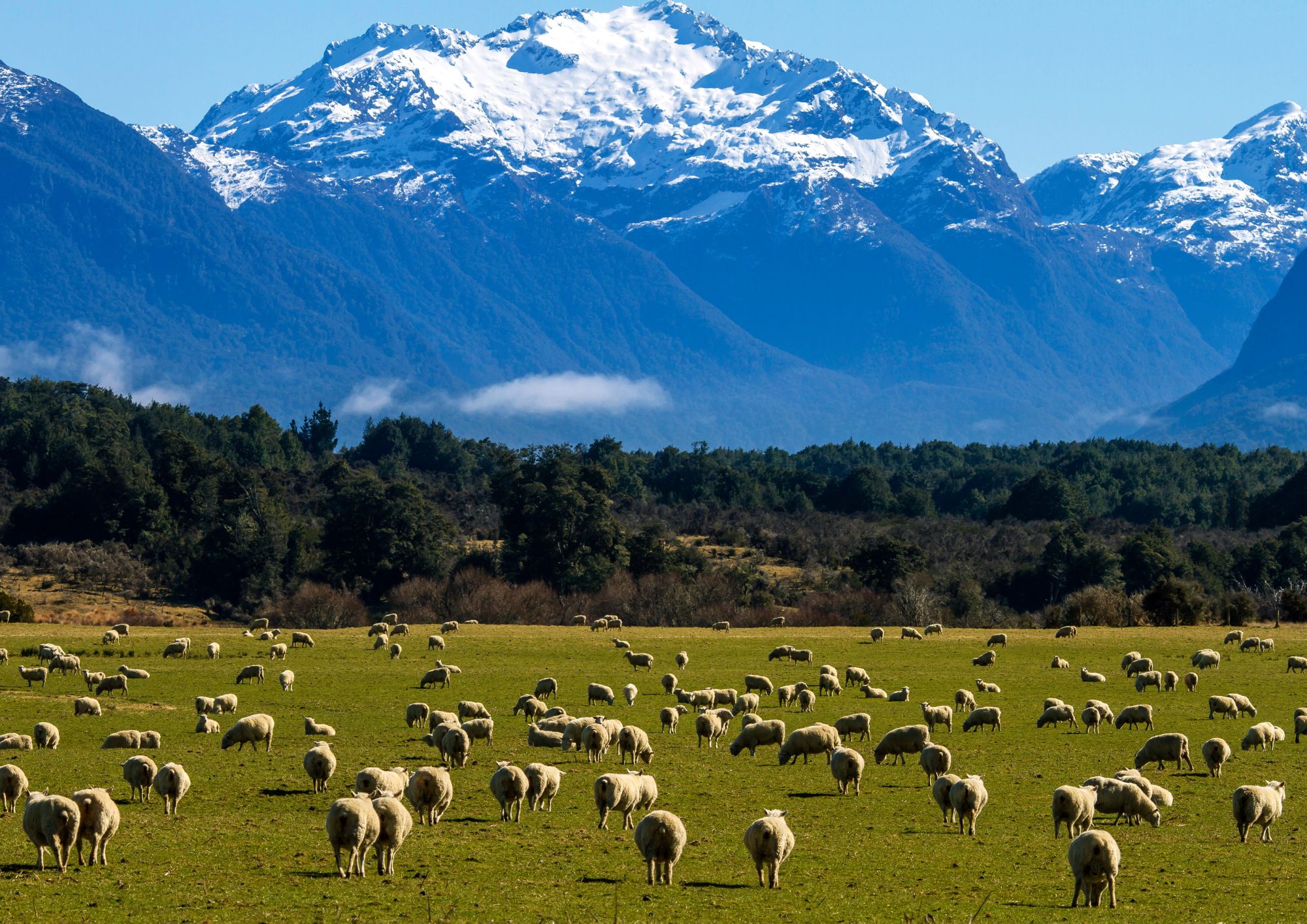 Ogni anno migliaia di nuove specie animali scoperte: la biodiversità ancora in gran parte sconosciuta