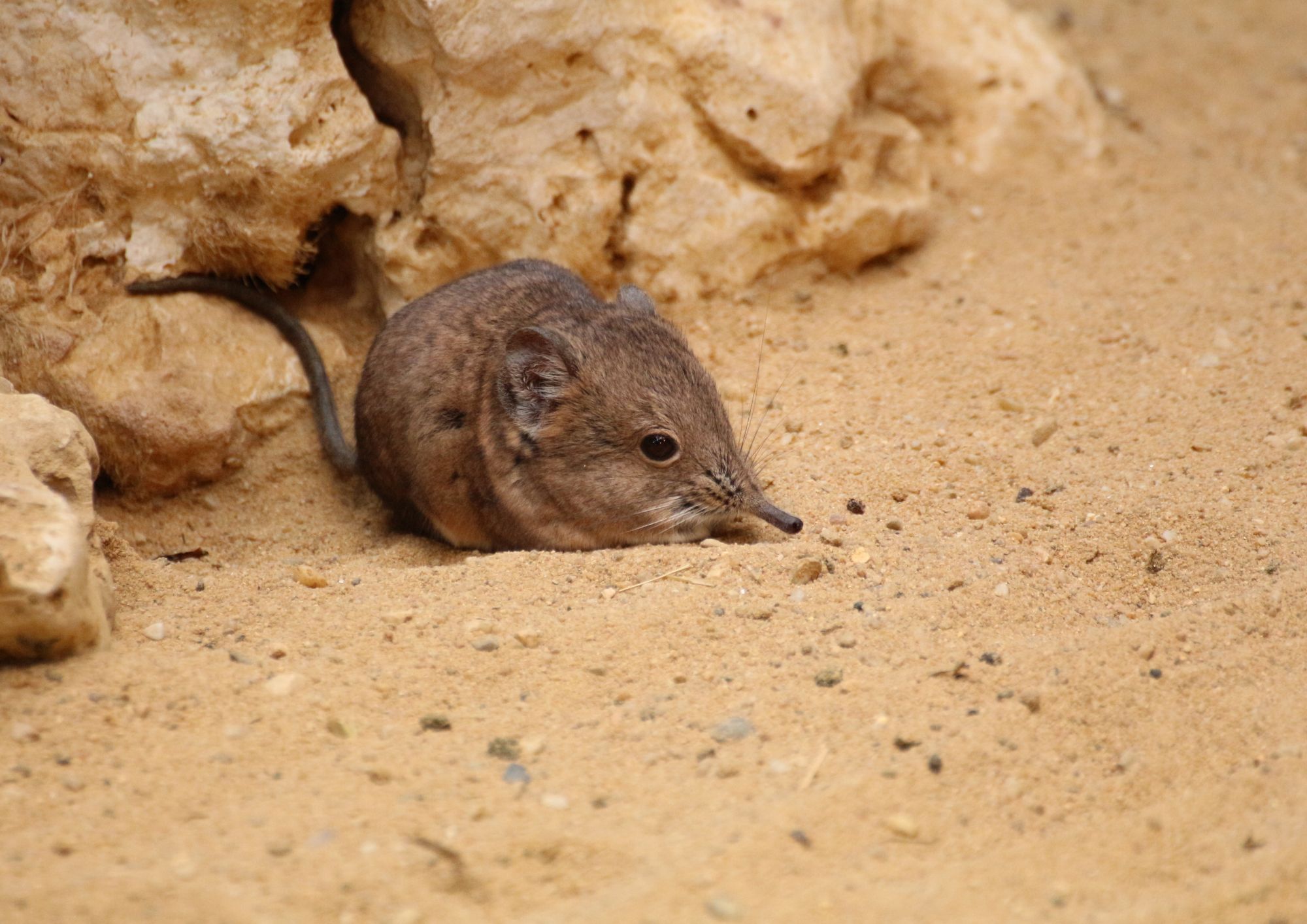 Nuove specie anche nel 2026: la scoperta di piccoli mammiferi in ambienti estremi conferma una biodiversità ancora poco conosciuta