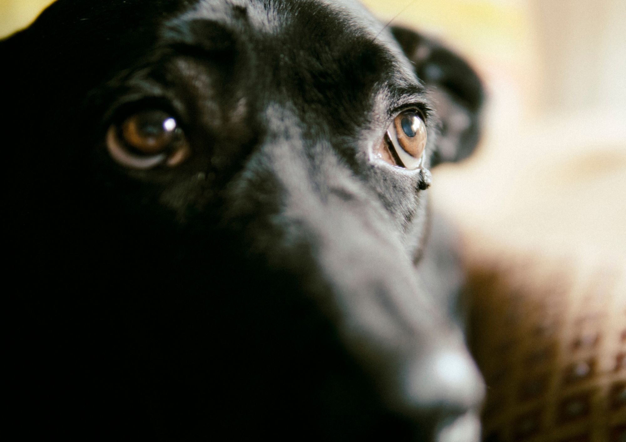 Abusi su una gattina, indignazione e quadro normativo: il codice penale punisce severamente i maltrattamenti sugli animali