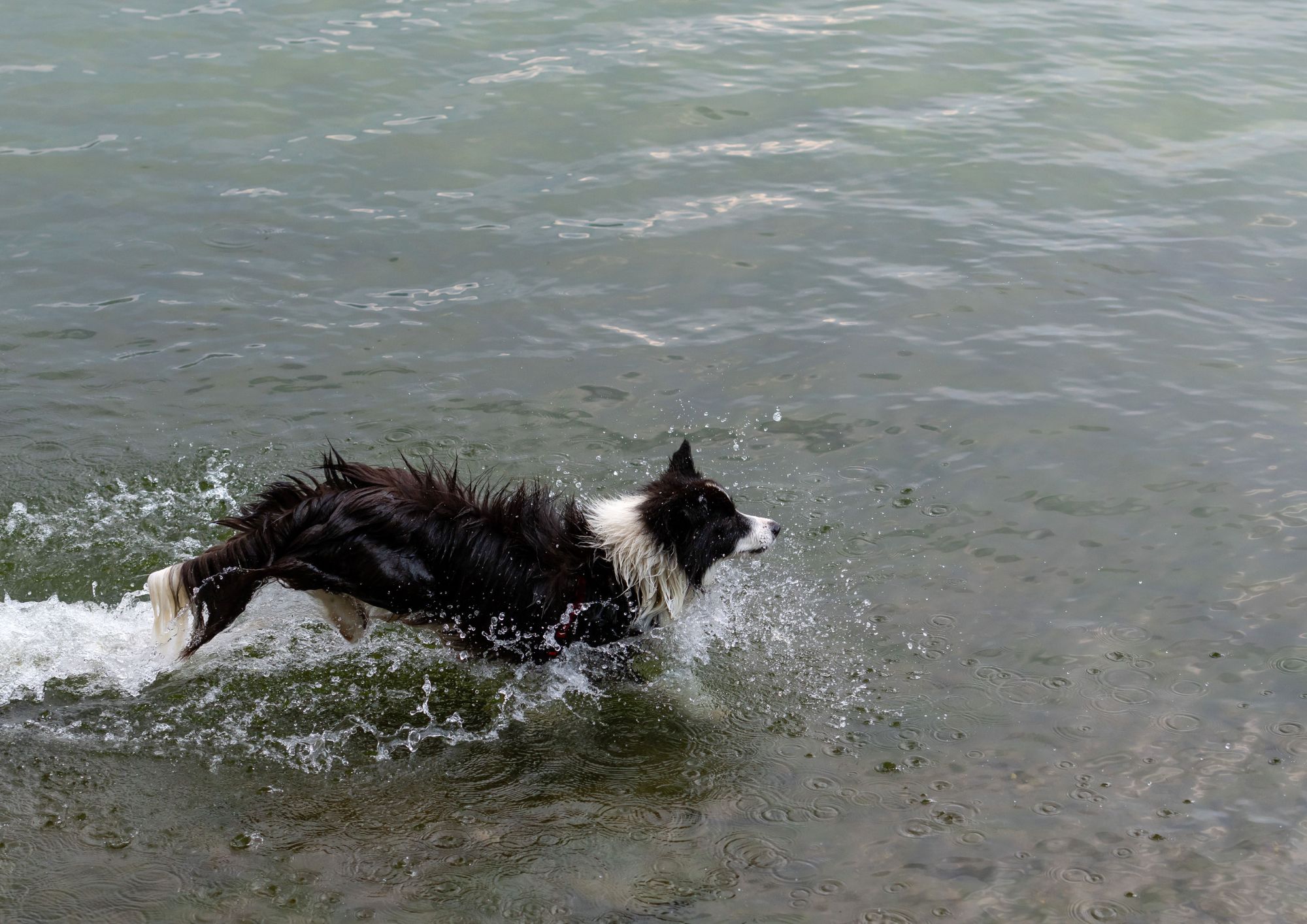 Mare e cani: le regole e i consigli per una giornata in spiaggia in sicurezza