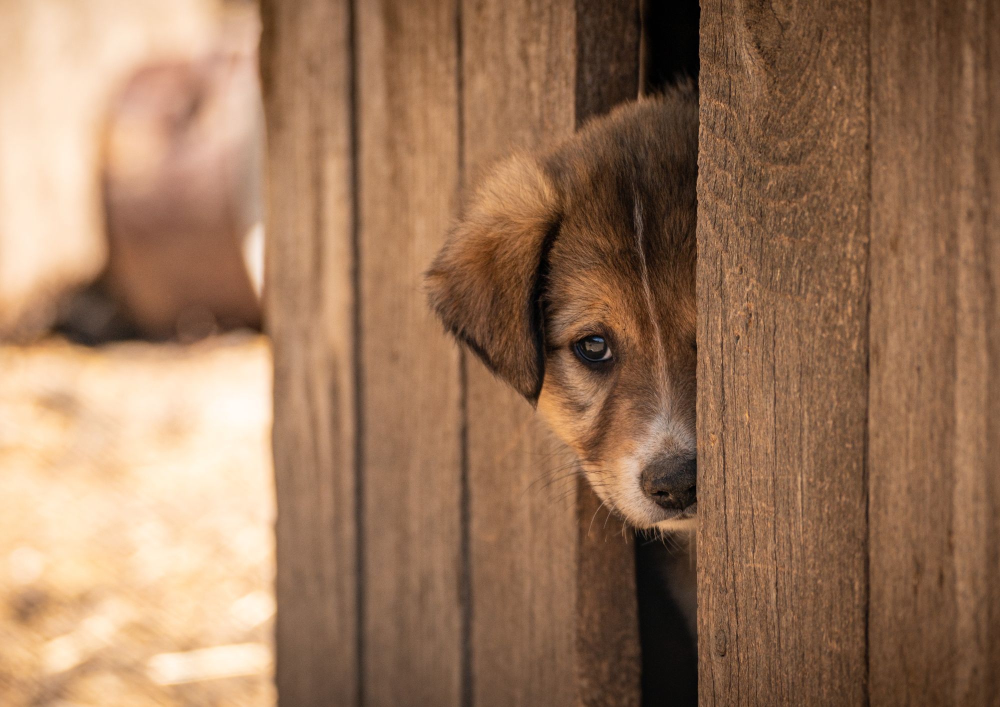 Cani e gatti a distanza: cosa prevede l’Enpa e come funziona il sostegno agli animali nei rifugi