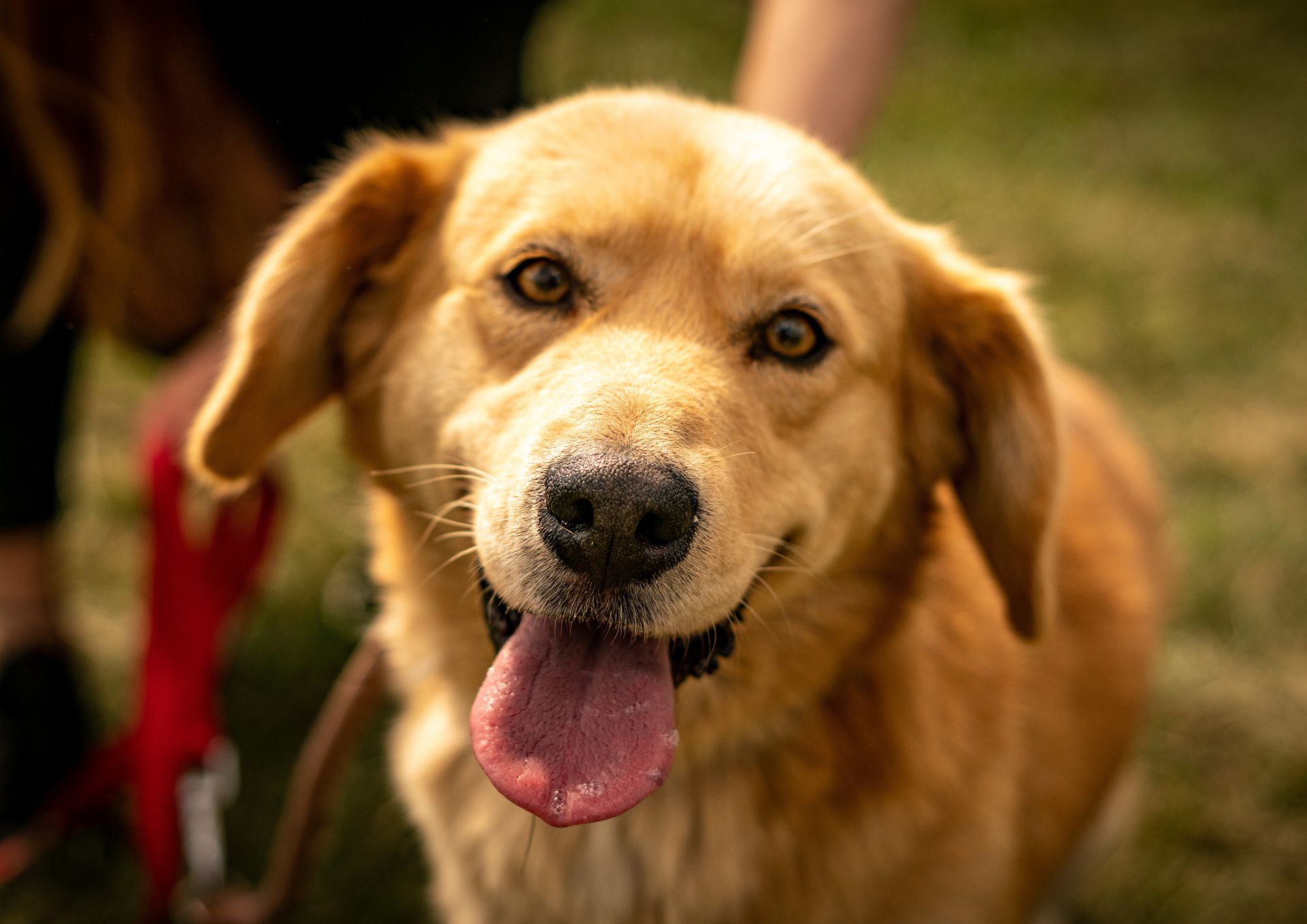 Hai adottato un cane: guida pratica per i primi giorni secondo i consigli dei veterinari e delle associazioni animaliste