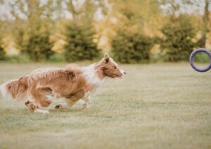 Dal canile alla casa: cosa aspettarsi nei primi 30 giorni con un cane adottato