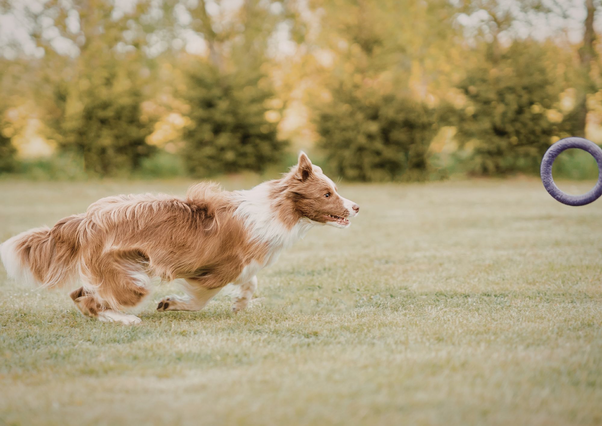 Dal canile alla casa: cosa aspettarsi nei primi 30 giorni con un cane adottato