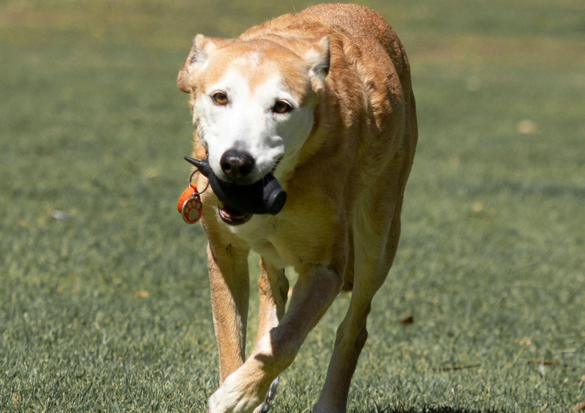 Cane adottato: tra visita veterinaria, educazione e socializzazione, come iniziare nel modo giusto