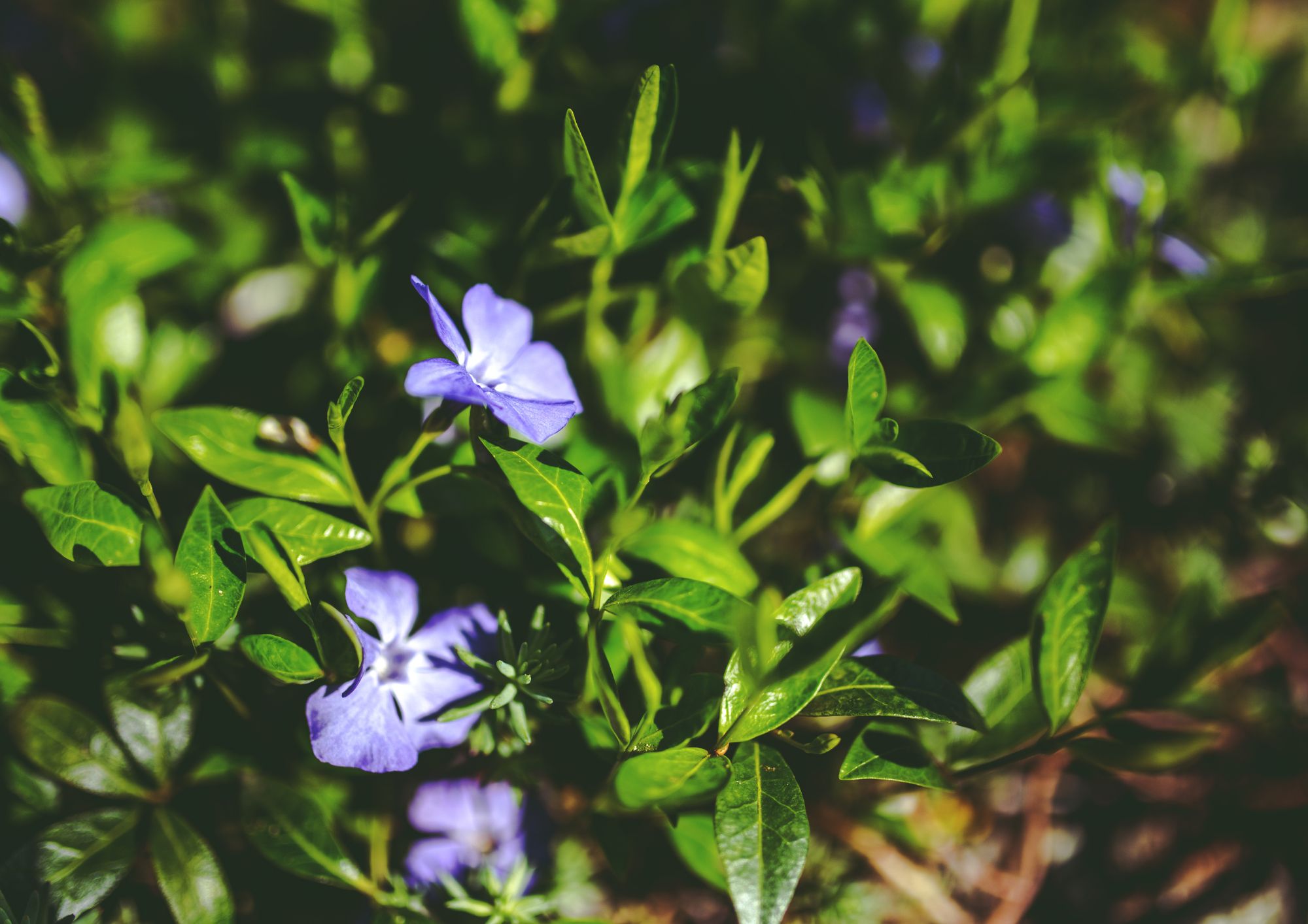 App e intelligenza artificiale per riconoscere le piante: la tecnologia entra in casa e aiuta la cura del verde domestico