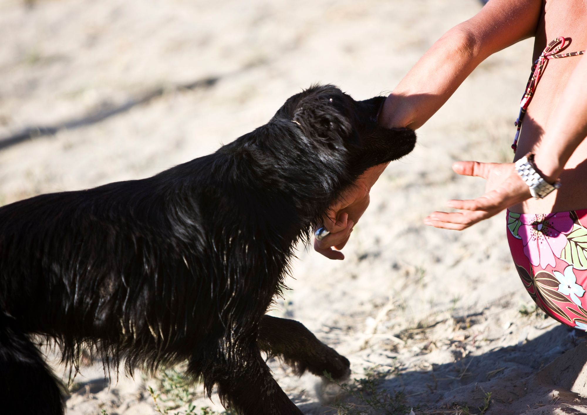 Regno Unito, boom di cani “da protezione personale”: fino a 37 mila euro per esemplari addestrati all’attacco