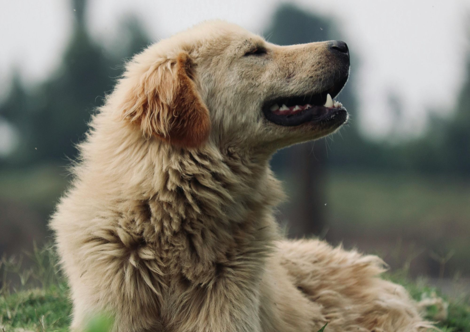 Bambina morsa in volto da un Golden Retriever: cosa sappiamo sui cani che possono azzannare e perché accade