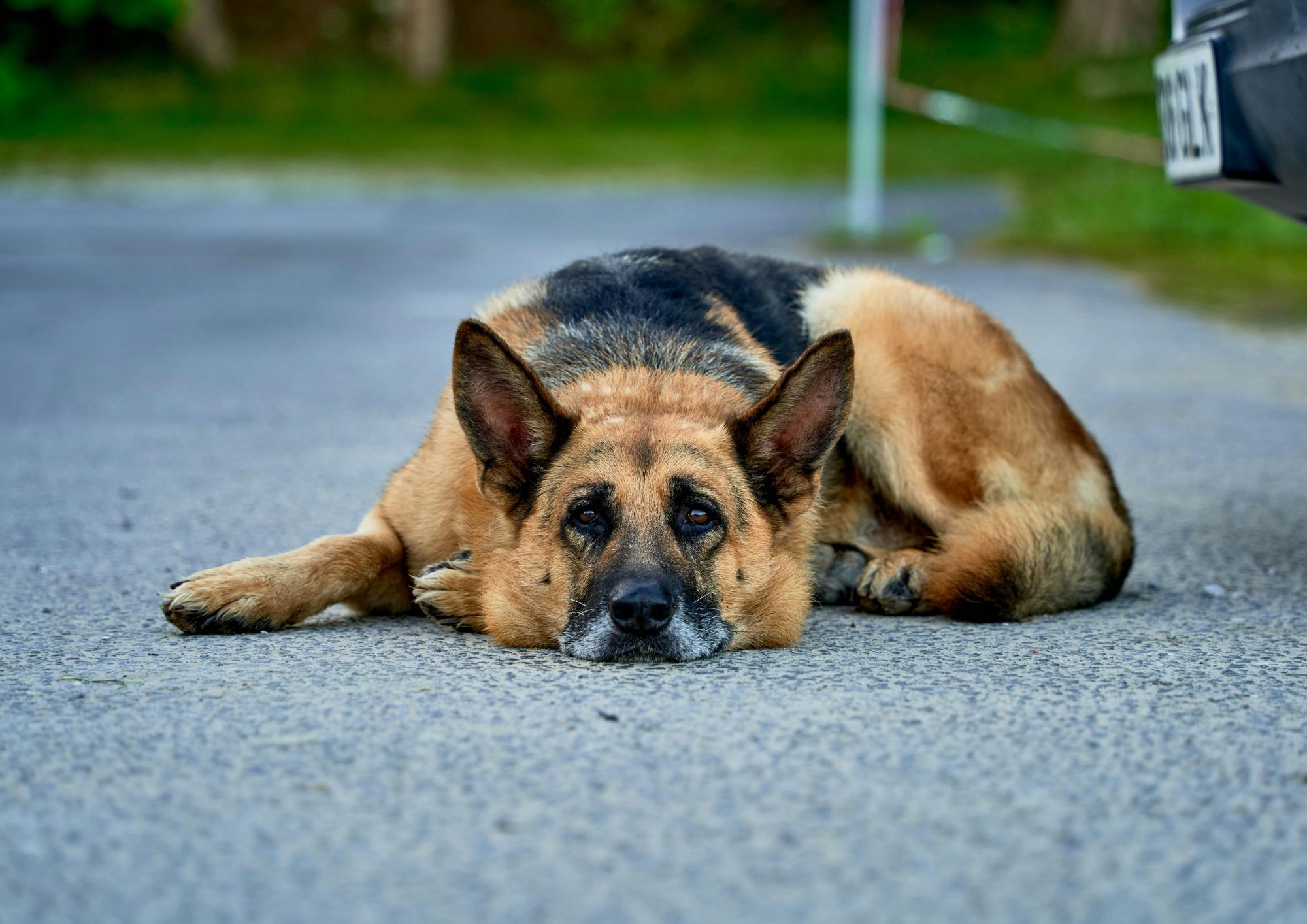 Il Pastore Tedesco: storia, caratteristiche e perché è tra le razze più versatili al mondo