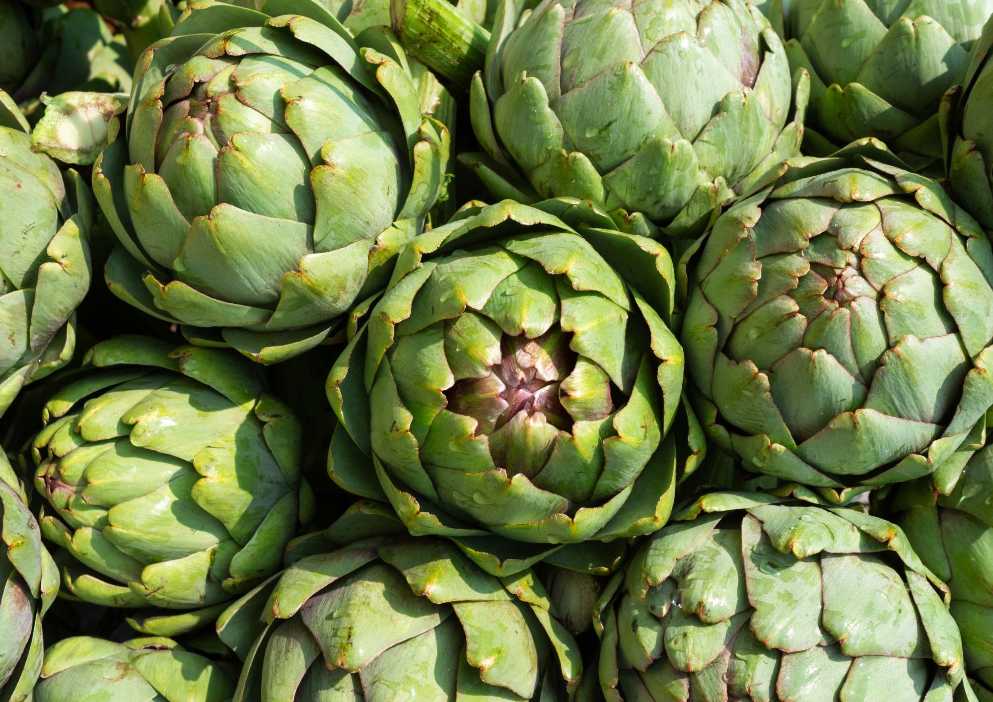 Carciofi, il tesoro della dieta mediterranea: proprietà, stagionalità e la ricetta tradizionale