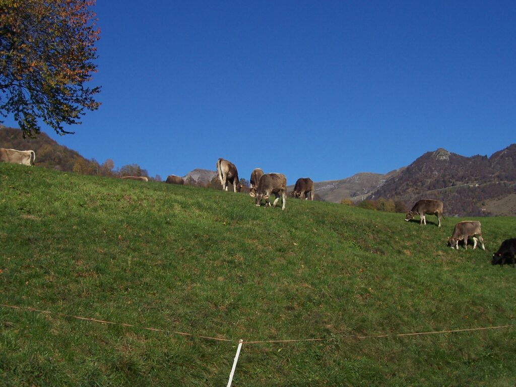 Pascoli vietati e castagneti bloccati: scontro in Campania, CIA chiede interventi urgenti