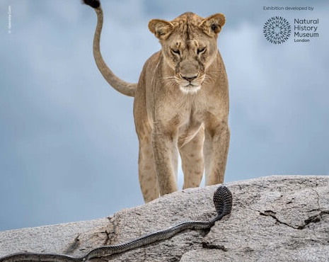 Valle d’Aosta, al Forte di Bard la natura protagonista con “Wildlife Photographer of the Year”