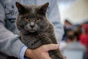 Napoli si riempie di cani e gatti: arriva Quattrozampeinfiera 2026