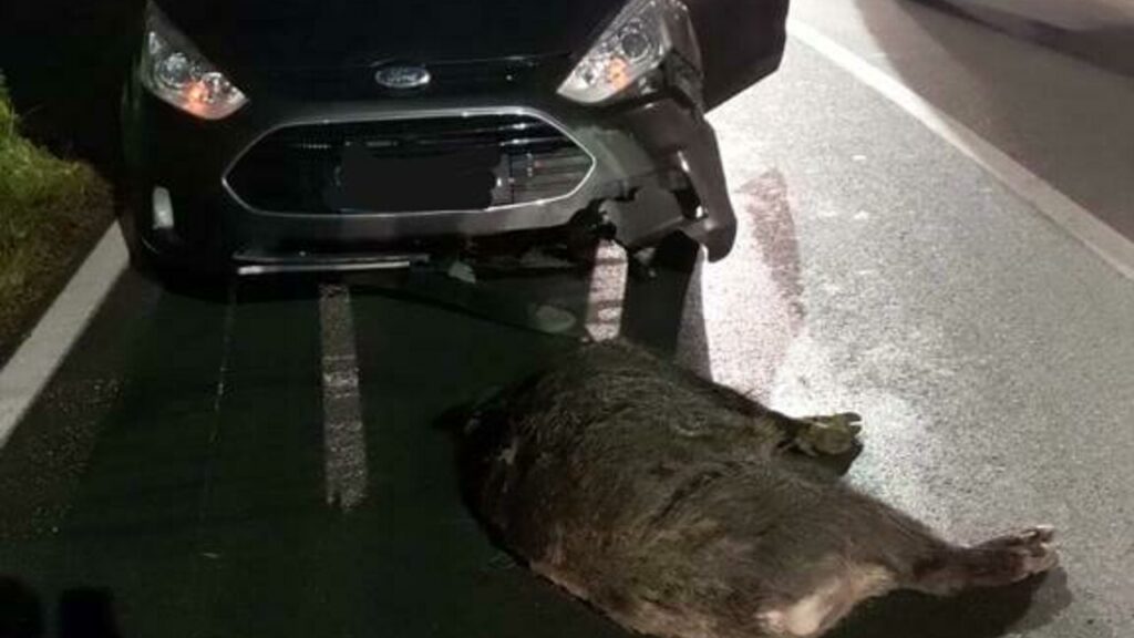 Cinghiali sulle strade del Cilento, la Cassazione: niente risarcimento automatico per gli incidenti