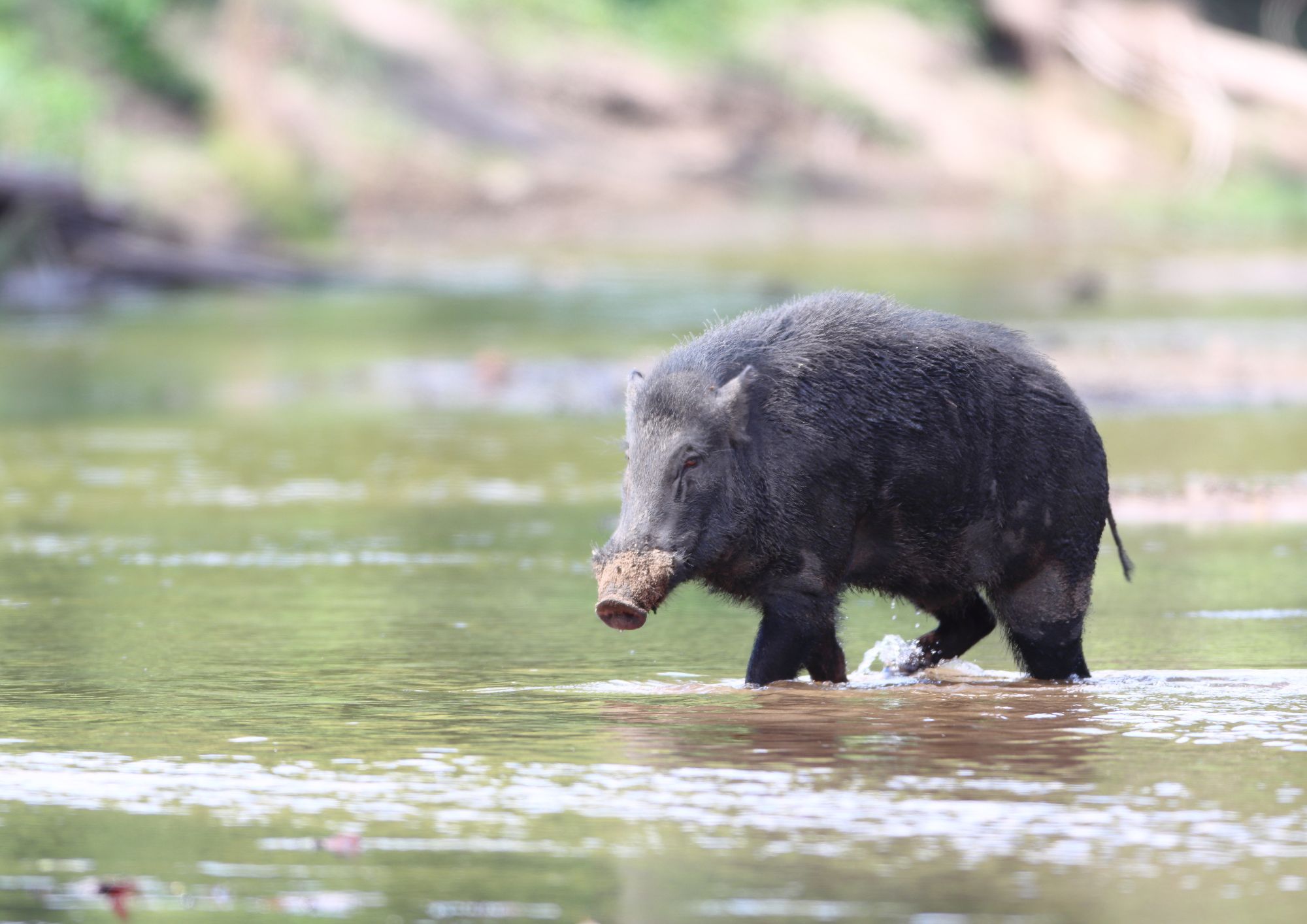 Fauna selvatica in espansione, aumentano gli incontri con l’uomo nelle aree urbane