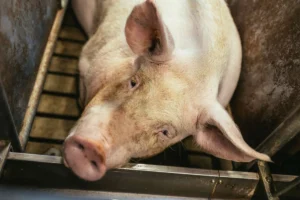 Prorogate fino al 2026 le misure anti peste suina in Campania